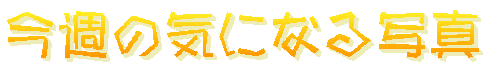 ���T�̋C�ɂȂ�ʐ^