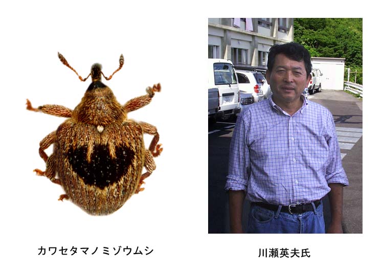 カワセタマノミゾウムシ，川瀬英夫氏